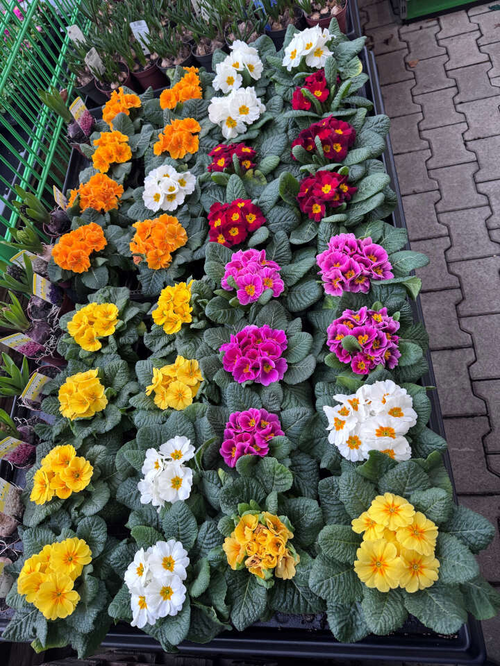 frühjahr4